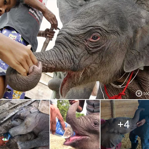 Rescuing a Helpless Injured Baby Elephant: A Tale of Compassion and Hope