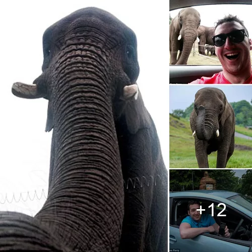 World’s First Elephant ‘Monster Catcher’ Using Dropped iPhone at Safari Park