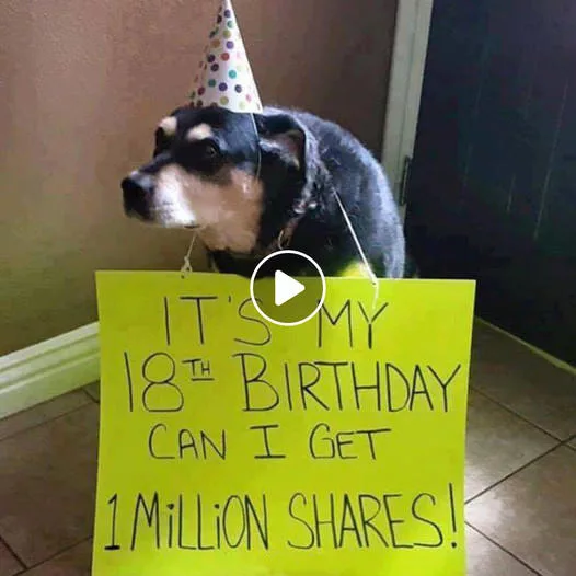 Touching story a few dog’s birthday: Poor dog needs to obtain 1 million shares as a present on his birthday
